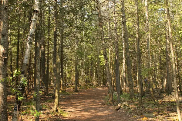 Forest trail through Kerncliff Park near Tyandaga, Burlington, part of the Cootes to Escarpment Ecopark system