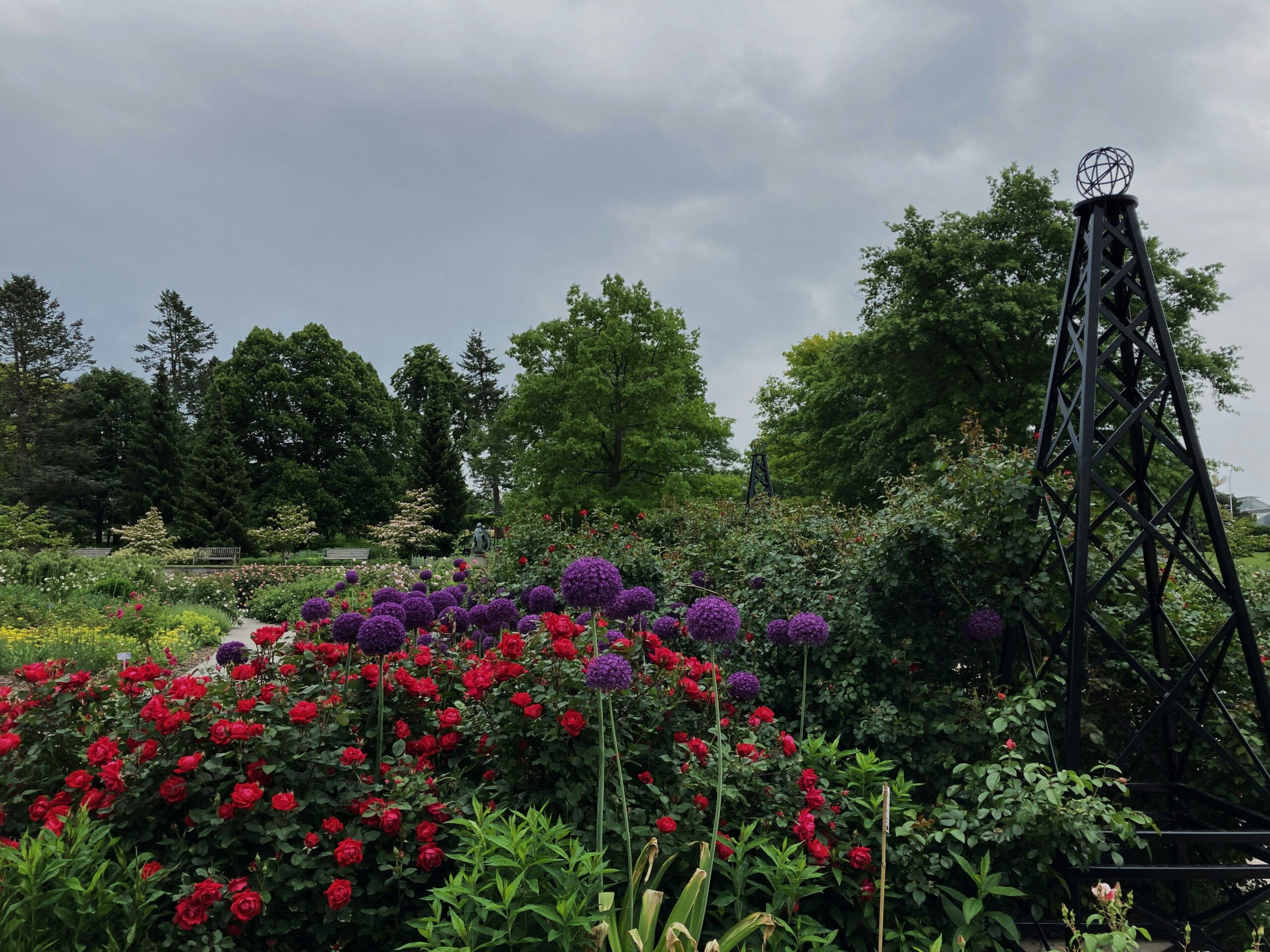 Colorful flower garden with purple allium and red roses at Royal Botanical Gardens' Hendrie Park, Burlington, Ontario